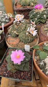 Image result for Cyphostemma montanum