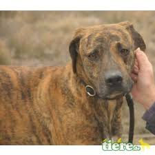 Check spelling or type a new query. Boldo Boxer Mix Rude Auf Tiere De