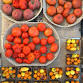 TOMATO TASTING!