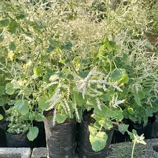 Image result for Tetradenia