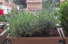 Les meilleurs arbustes à fleurs pour la chaleur et la sécheresse céanothe : Quelle Plante Mettre Sur Un Balcon En Plein Soleil Jardinier Pro