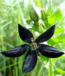 Brachystelma Gerrardii Flower African Plants Plant Identification Flowers