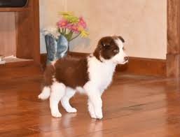 All Black Border Collie Puppy For Sale What A Handsome Red And White Border Collie Puppy Collie Puppies Red Border Collie Collie Dog
