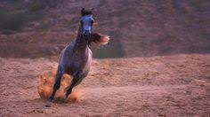 صباح صهيل خيل جامح وقلب عن الخطأ مسامح وحسنات كثيرة دونتها اللوائح و ذكر الله يعطر الصفائح صورة من بطولة جمال الخيل العربي في عسير Instagram Posts Instagram