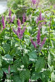 Image result for Odontonema callistachyum