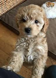 Essential cockapoo ownership tips on making your dog happy, healthy, and obedient 140 Best Dog Ever Cockapoos Ideas In 2021 Cockapoo Puppies Cockapoo Puppies