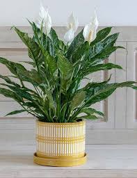 The spathiphyllum originates from the amazon region. Spathiphyllum Domino Care Images And Videos Chooseyourplant