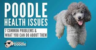 Poodles are highly sociable breeds because they can interact positively with humans and other. Poodle Health Issues 7 Common Poodle Health Problems To Look Out For
