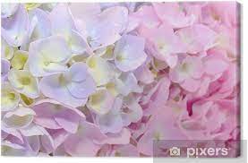 Maybe you would like to learn more about one of these? Leinwandbild Beautiful Purple Und Pink Hydrangea Flowers Close Up Pixers Wir Leben Um Zu Verandern