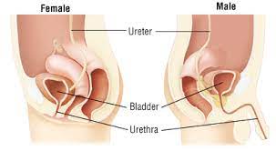 What does it mean when urethra does not clear up? Urethritis Harvard Health