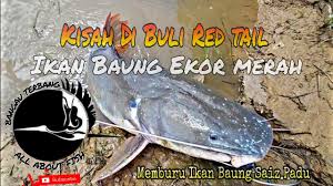 Ikan baung ekor merah ini berasal dari lembangan mekong dan dilaporkan turut terdapat lembangan chao phraya, mae klong dan sistem sungai thailand. Di Buli Ikan Baung Ekor Merah Youtube