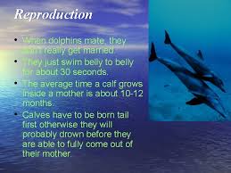These sounds, such as giggle ( hear a dolphin giggle) and raspberry, ( hear a razz sound) were invented by the dolphins and encouraged by the staff. Dolphins By 5 Th Grade Biome Dolphins Live