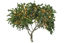 Orange Tree 3d Fruit Citrus Tree 3d Citrus Trees Orange Tree Fruit Trees