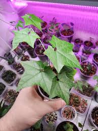 Image result for Cyclantheropsis parviflora