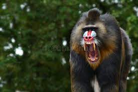 Screaming Mandrill A Angry Male Mandrill Screams And Shows Off His Big Teeth Sponsored Angry Male Screaming Mandril Mandrill Baboon Mandrill Monkey