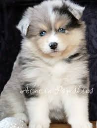 pomsky puppy breeder acacia pomsky puppies pomsky puppies puppies pomsky