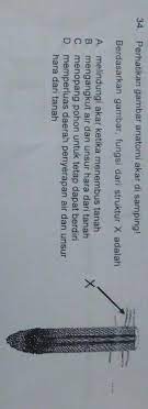 Bagian yang ditunjukkan dengan huruf x adalah floem berfungsi untuk menyalurkan hasil fotosintesis dari daun ke seluruh bagian tumbuhan. Berdasarkan Gambar Fungsi Dari Struktur X Adalah Brainly Co Id