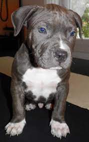 Voltaire, diderot, rousseau ont fait l'histoire du procope à paris, plus vieux café de france. Clyde Le Plus Vieux Pitbull Red Nose Legal De France Rip Home Facebook