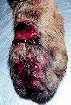 Cutaneous (skin) infection is the most common form of infection, although pulmonary infection can occur if a person inhales the microscopic. Sporotrichosis Wikipedia