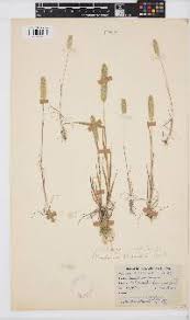 Image result for Megaloprotachne albescens