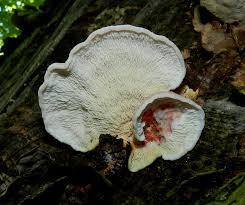 Image result for Merulius incarnatus