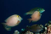Image result for Oxyanthus strigosus