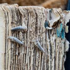 Silverfish are usually gray or silver, have a shiny exterior, and can range in size from a half inch to silverfish prefer damp places. How To Get Rid Of Silverfish Art Recovery Technologies
