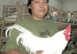 Hal inilah yang nantinya akan mempengaruhi hasil produksi telur nantinya. Ditjen Pkh Kementerian Pertanian Ayam Kressing Super Petelur Silangan Unggul