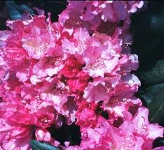 Rhododendron Kalinka Rhododendron Plants Landscape Decor Diy