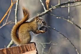 Image result for squirrel