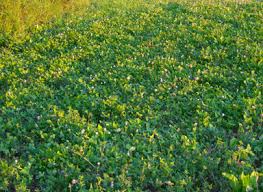 Adapted to a variety of soil types and growing conditions. Extend The Life Of Your Favorite Clover Food Plot