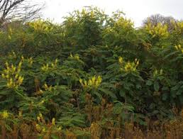 Image result for Caesalpinia decapetala