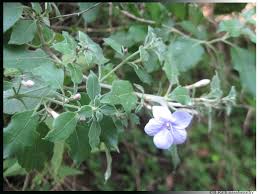 Image result for Barleria megalosiphon