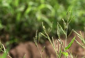 Image result for Urochloa panicoides