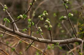 Image result for Commiphora caerulea