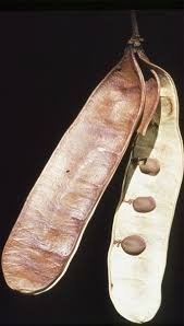 Image result for Albizia tanganyicensis