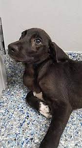 Angola In German Shepherd Dog Meet Raven A Dog For Adoption Shepherd Dog Mix Dog Adoption German Shepherd Dogs