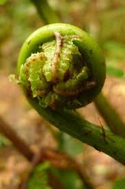 Image result for Pneumatopteris