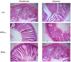 Image result for Rumex nepalensis