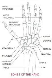 The conjoint tendon (previously known as the inguinal aponeurotic falx) is a sheath of connective tissue formed from the lower part of the common aponeurosis of the abdominal internal oblique muscle and the transversus abdominis muscle, joining the muscle to the pelvis. Hand Surgery Turkey Simple Hand Anatomy