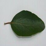 Image result for Scolopia