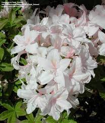 Plantfiles Picture 1 Of Azalea White Lights Rhododendron Azaleas Rhododendron Beautiful Flowers