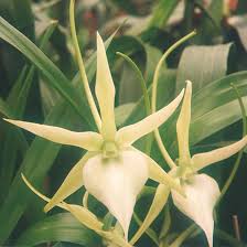 Image result for Angraecum cultriforme