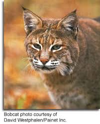 Je pourrais toujours abattre ce phoque.: Mammals
