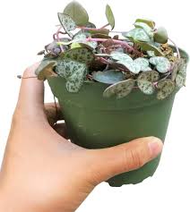 Image result for Ceropegia stenifolia