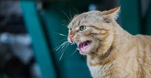 Rabid Cat Confirmed in Berlin Township | Camden County, NJ