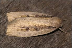 Image result for Chilodes maritima