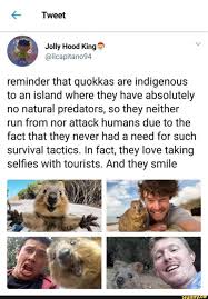 Tweet Reminder That Quokkas Are Indigenous To An Island Where They Have Absolutely No Natural Predators So They Neither Run From Nor Attack Humans Due To Th Positive Memes Animals Memes