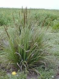 Image result for Eragrostis sclerantha