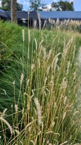 Image result for Elionurus muticus